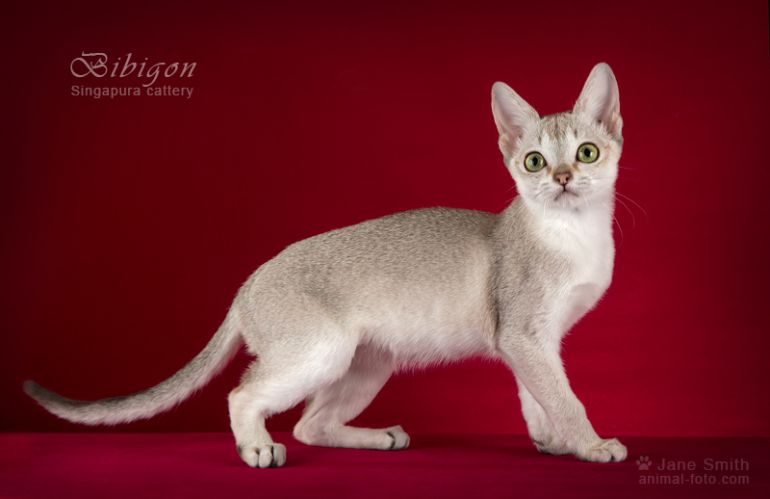 Котята породы Сингапура из питомника Bibigon